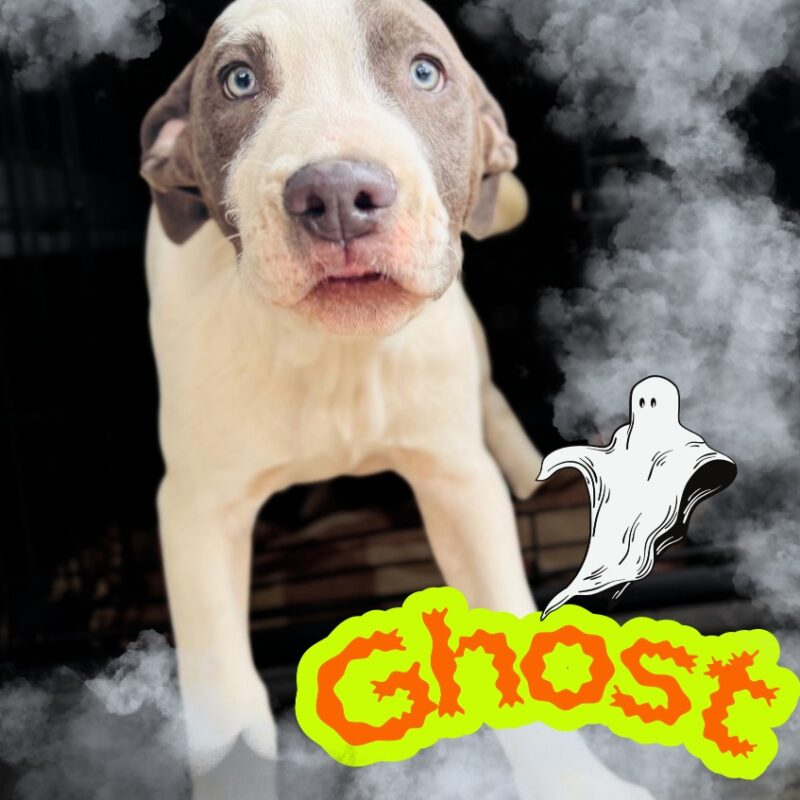 Ghost (D26-5662)