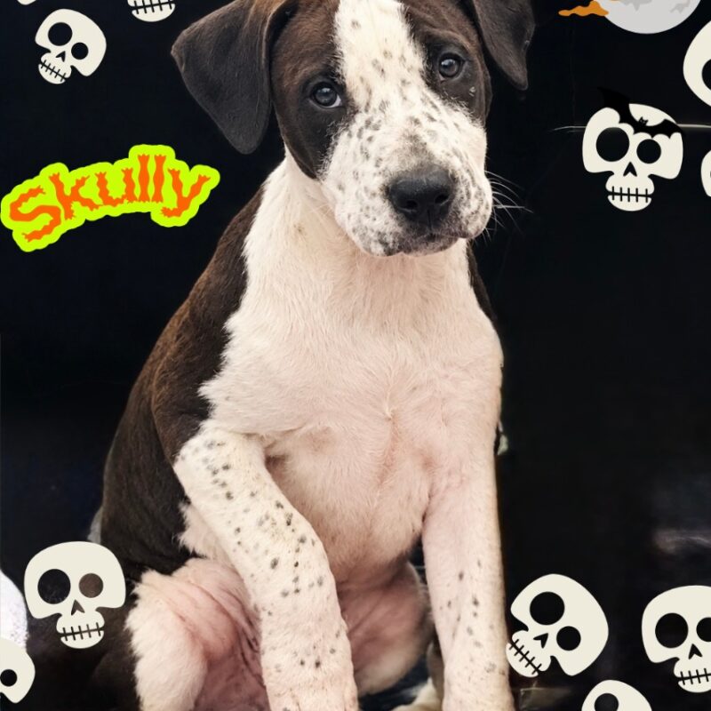 Skully (D26-5665)