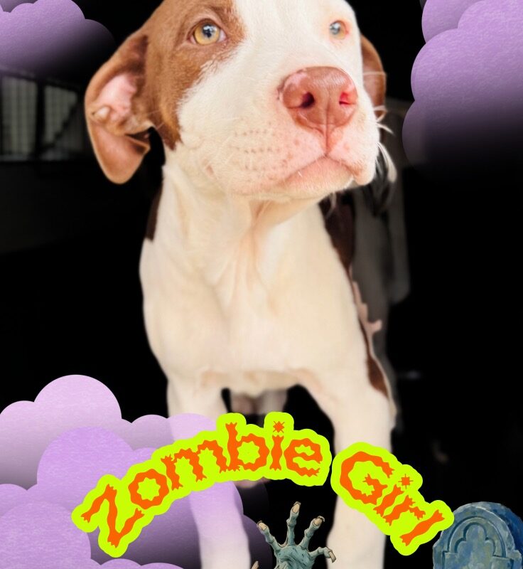 Zombie Girl (D26-5666)
