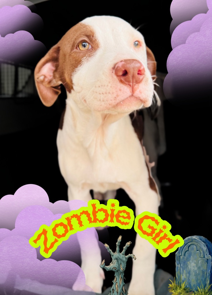 Zombie Girl