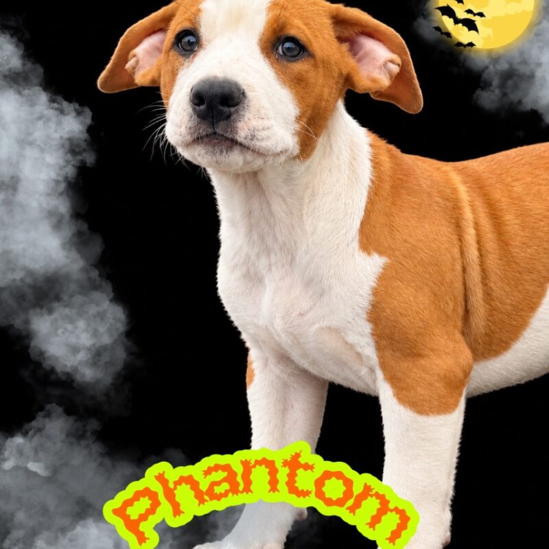 Phantom (D26-5664)
