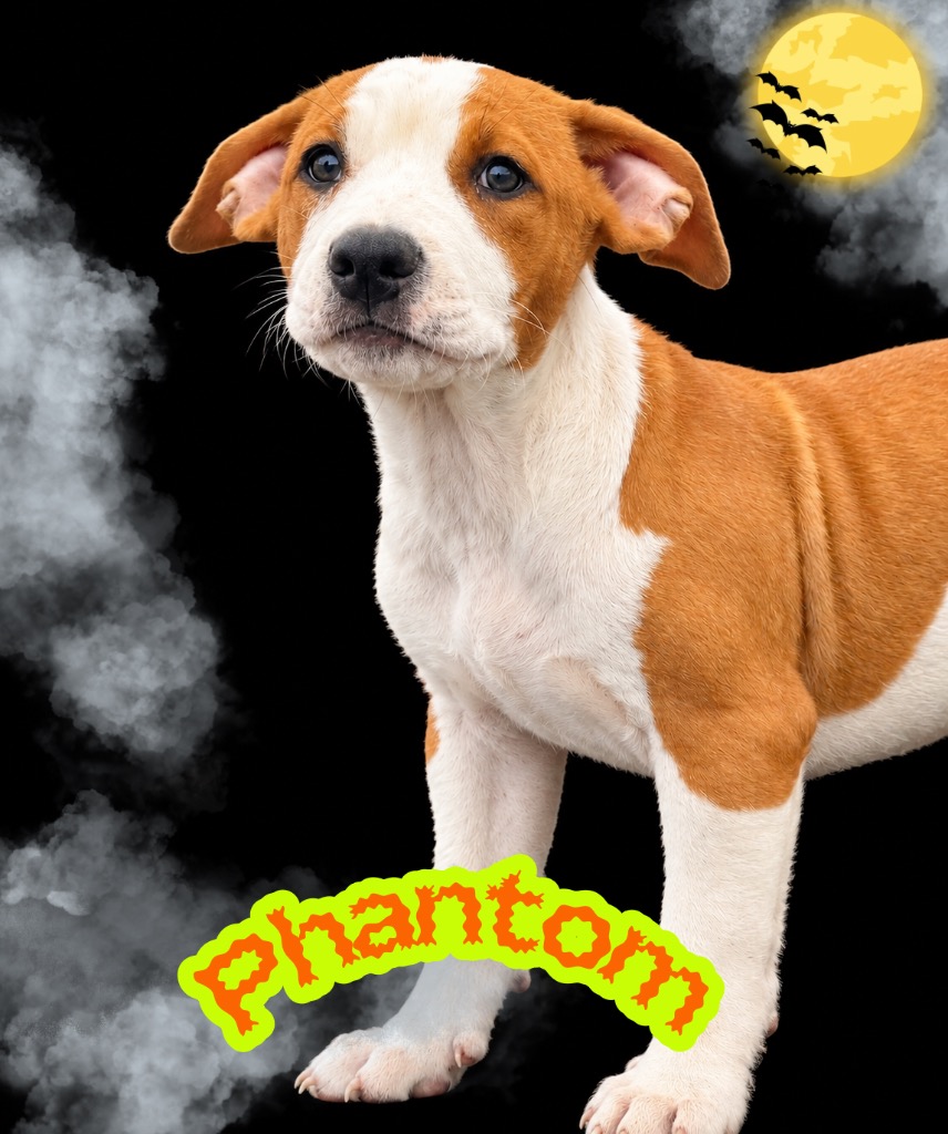 Phantom