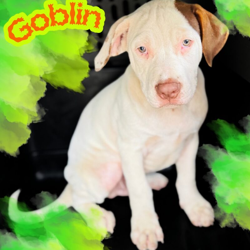 Goblin (D26-5663)