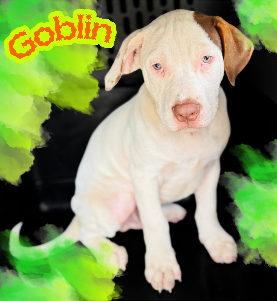 Goblin