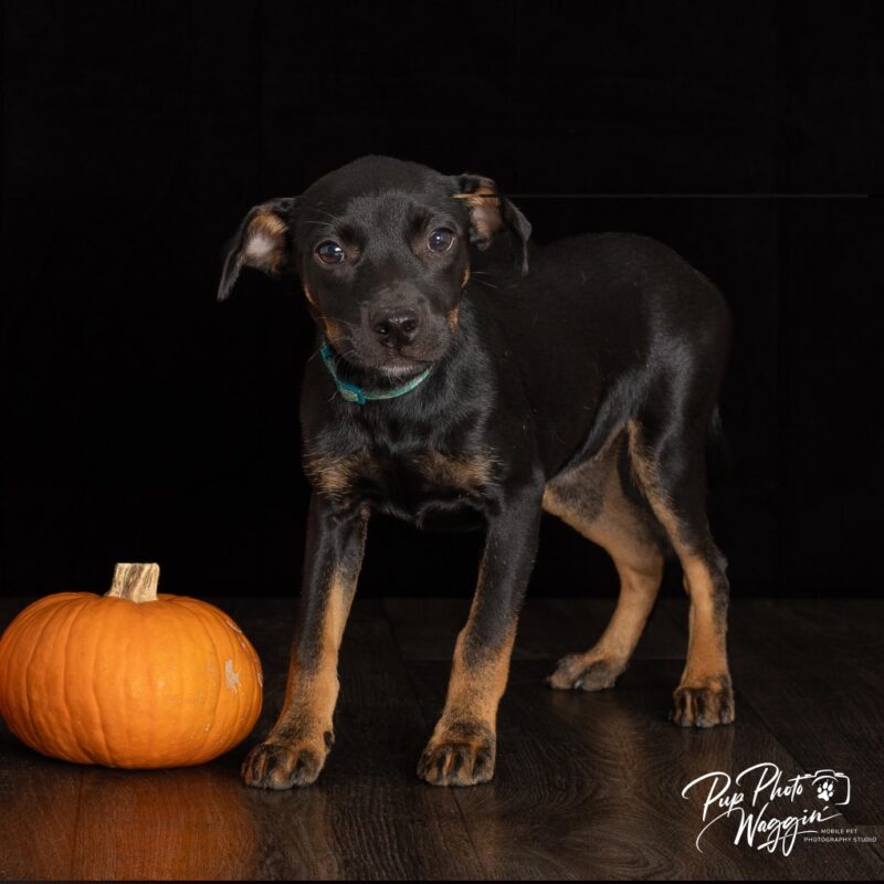 Monica (D26-5613)