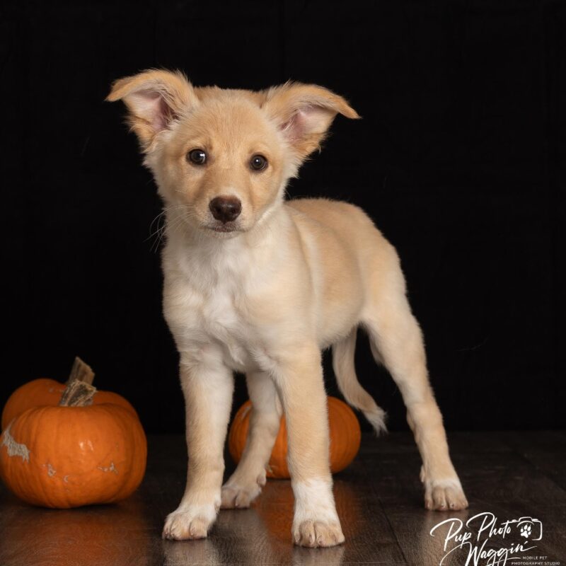 Britney (D26-5614)