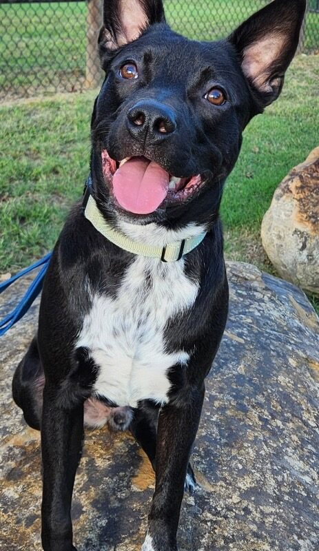 Tater Tot (AKA Onyx) (D26-5632)