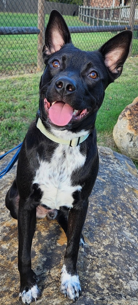 Tater Tot (AKA Onyx)