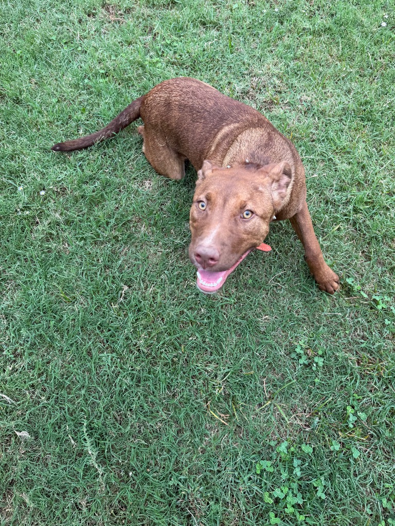 Cinnamon