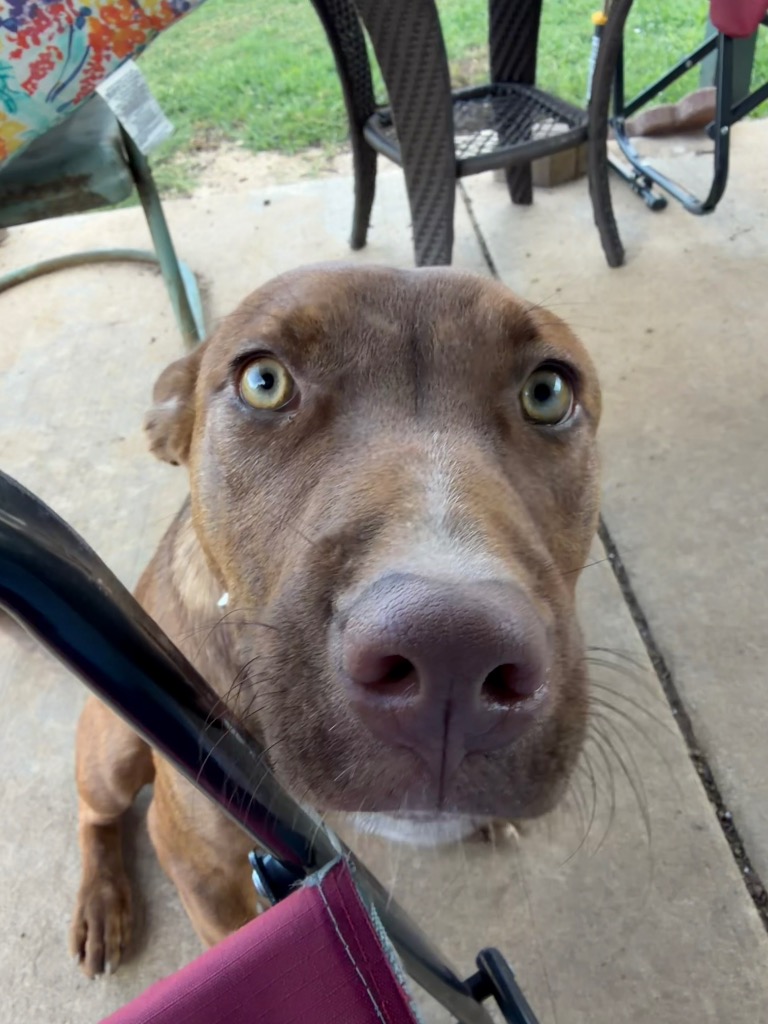 Cinnamon