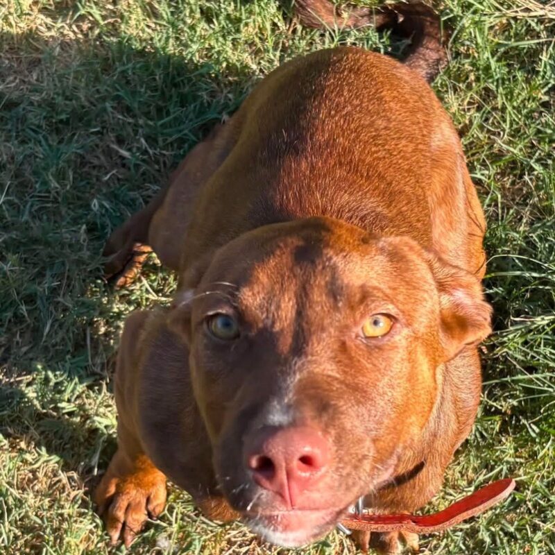 Cinnamon (D26-5667)