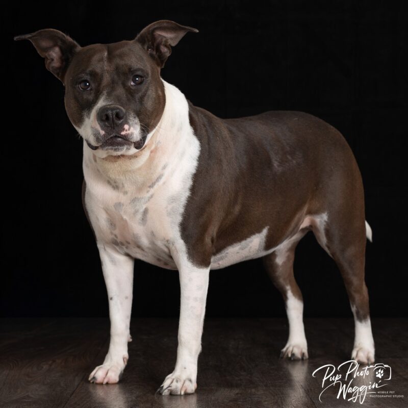 Abbie (D25-5140)