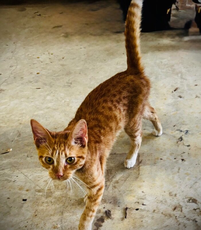 Rusty (C26-5669)