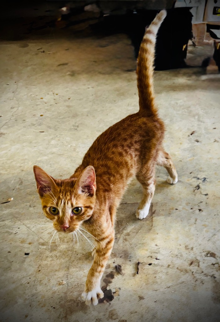 Rusty