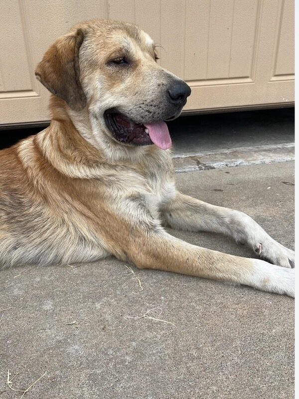 Duke (D26-5672)