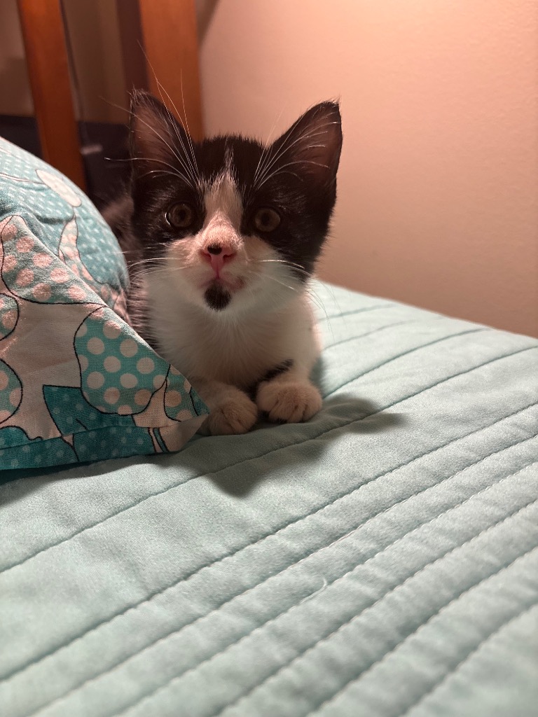 Simon