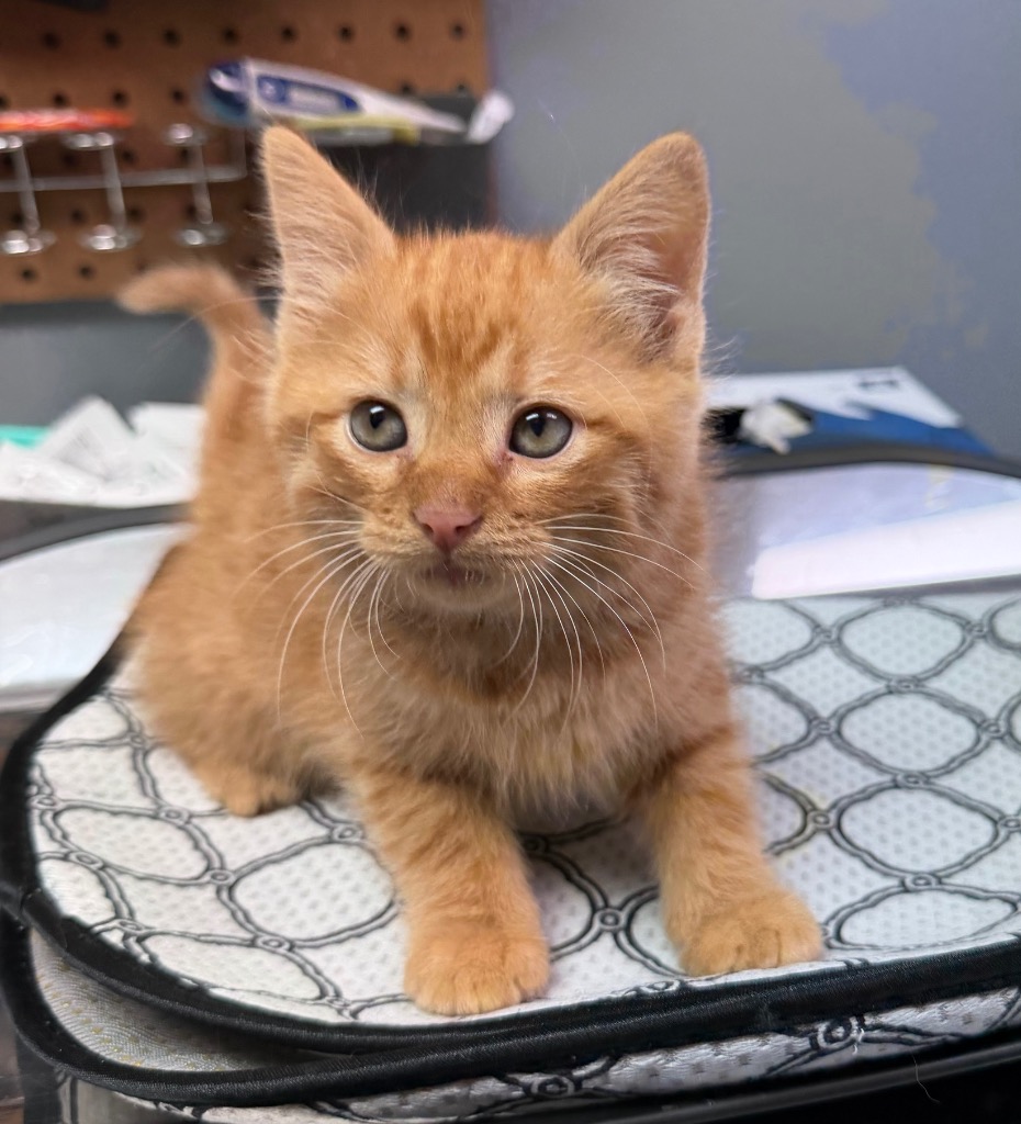 Archie
