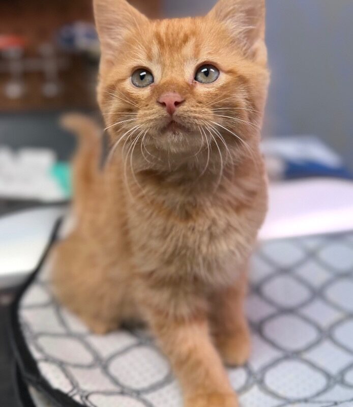 Archie (C26-5680)