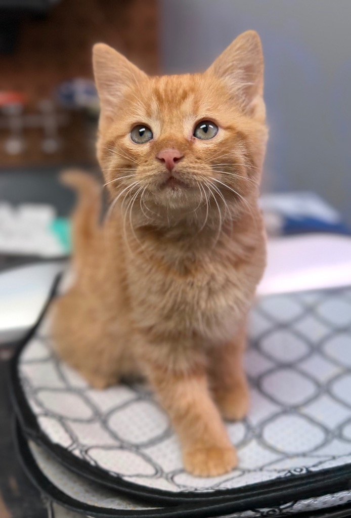 Archie