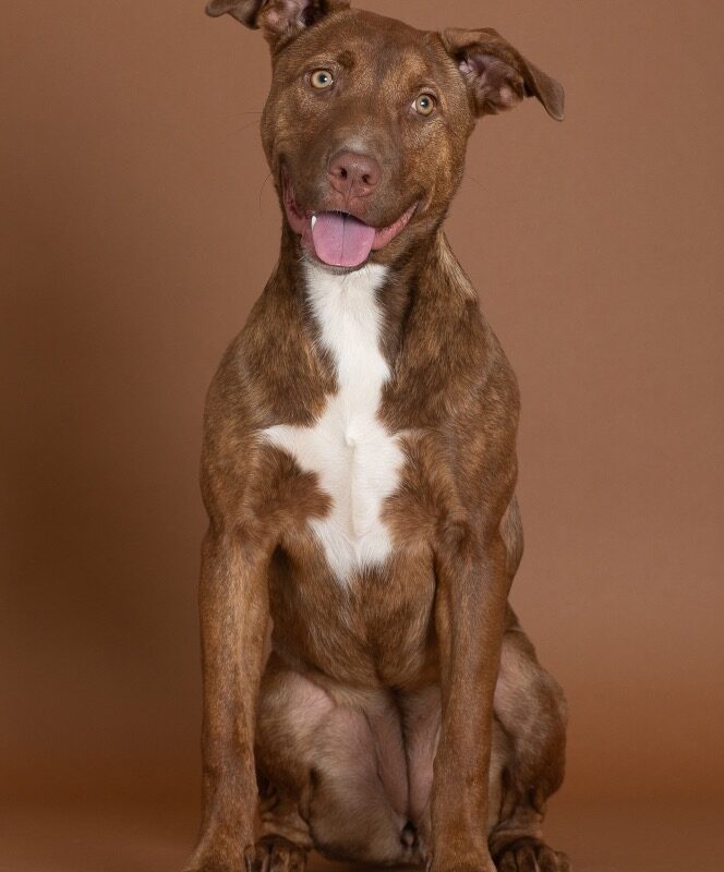 Cinnamon (D26-5667)