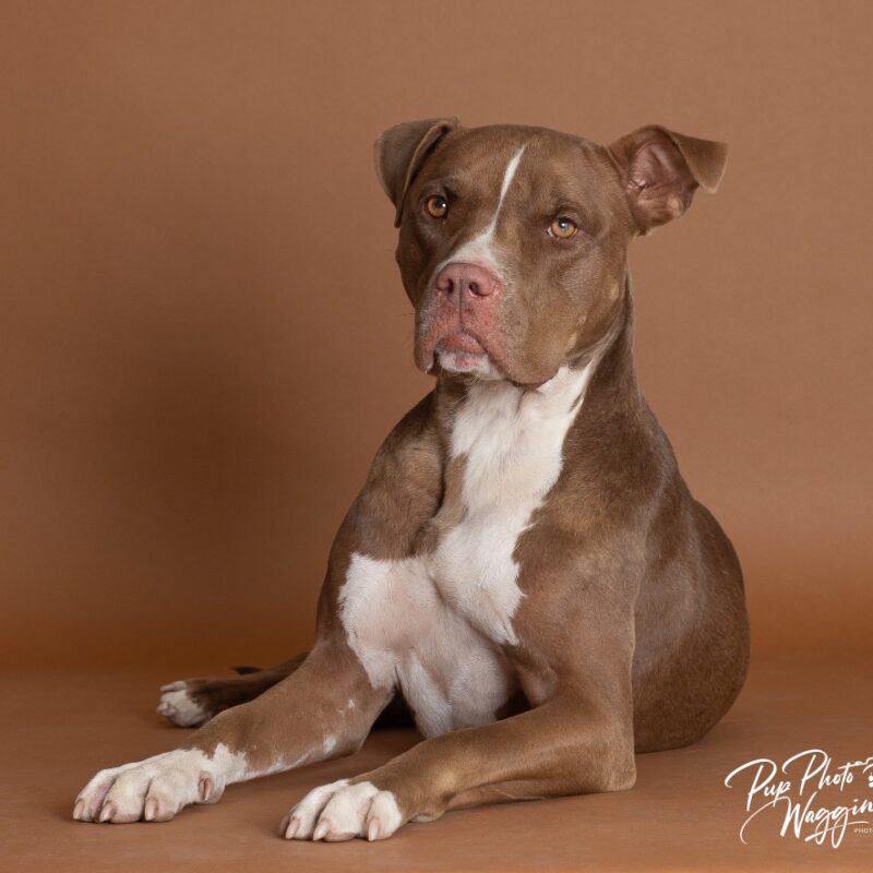 Nova (prev.Almond Joy) (D23-4369)