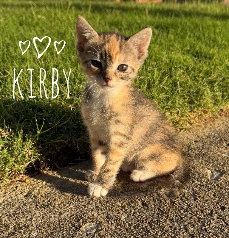 Kirby (C26-5652)