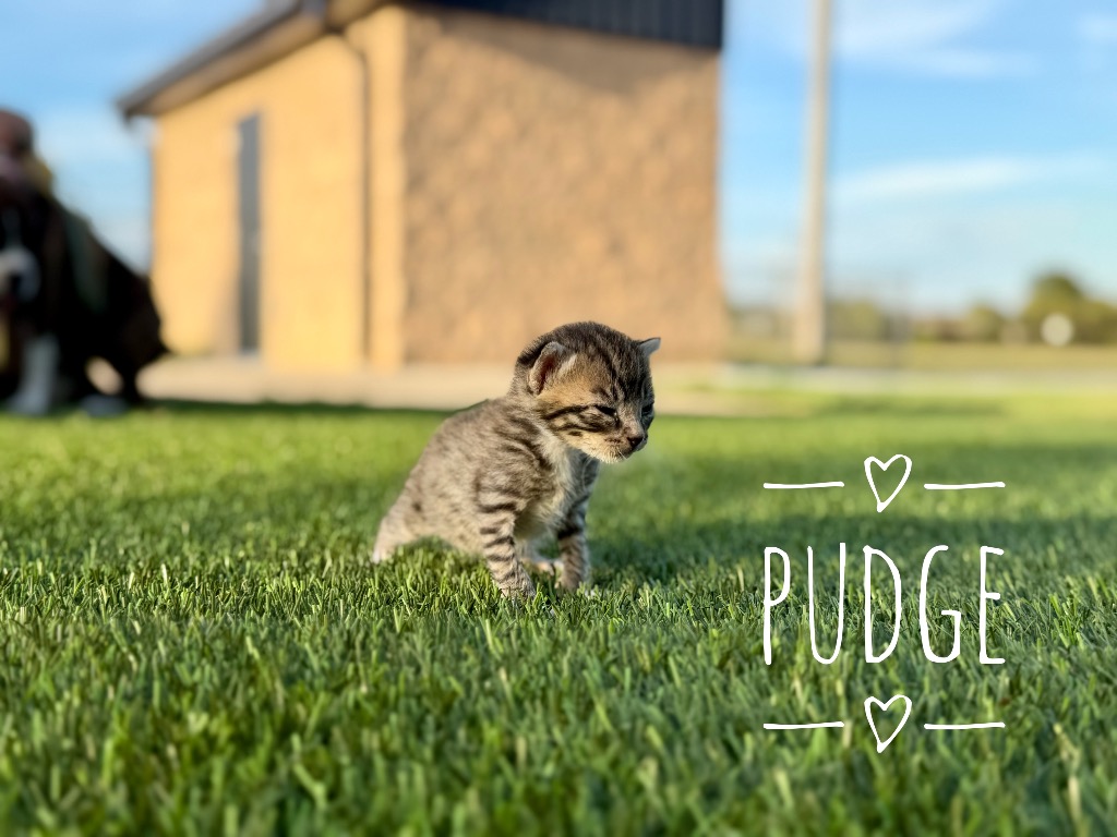 Pudge