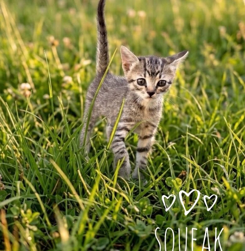 Squeak (C26-5655)