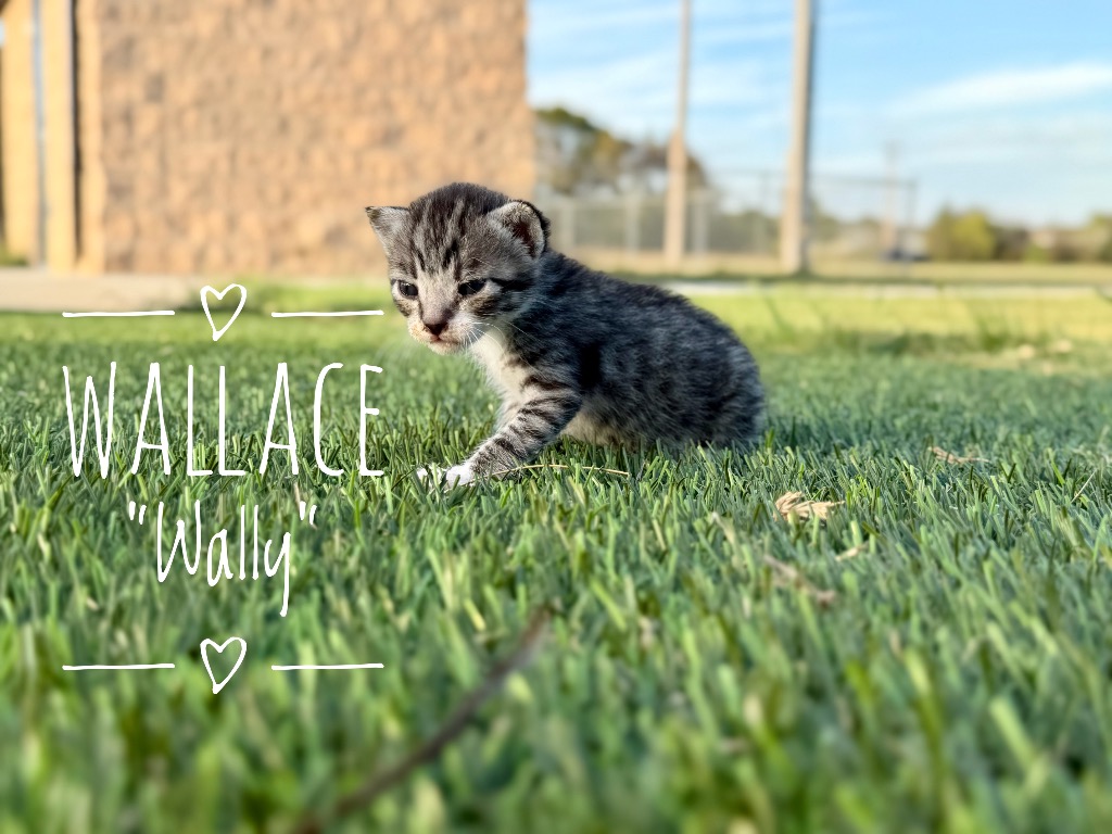 Wallace "Wally"