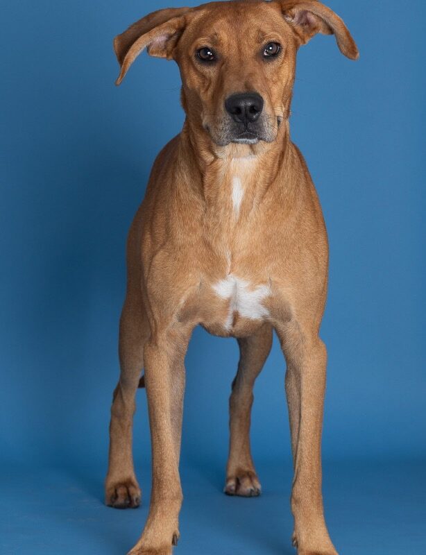 Diego (D26-5644)