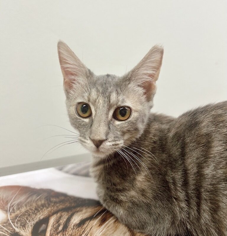 Gabby (C26-5637)