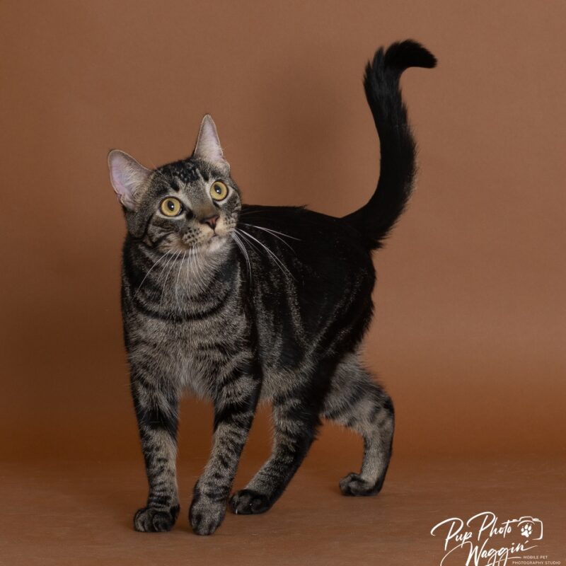 Colby Jack (C26-5638)