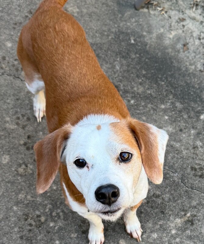 Benny (D26-5689)